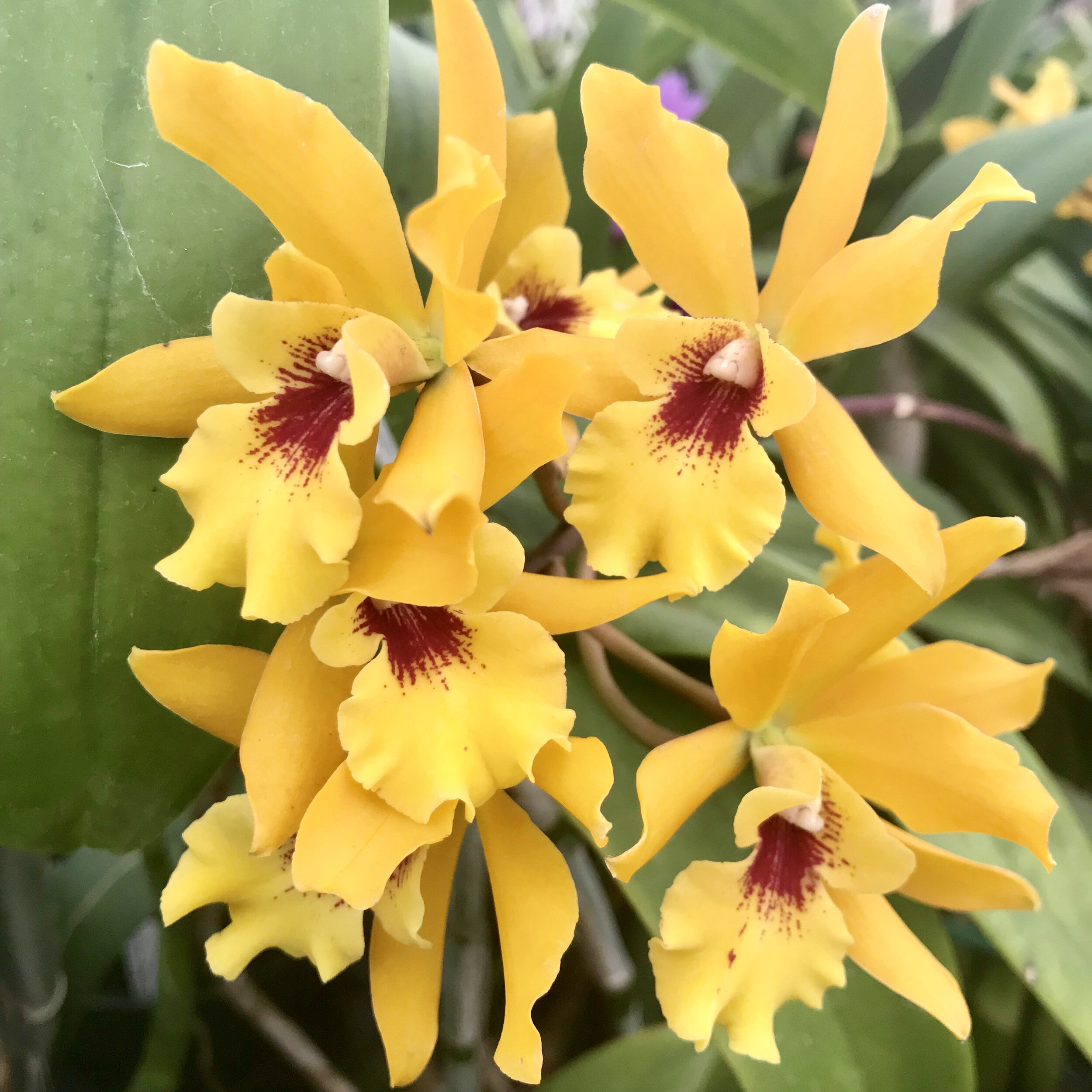 Eny. Jackie Bright 'Hilo Stars' — Palmer Orchids